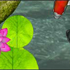 AQUAZONE 水中庭園 HYBRID 錦鯉 スクリーンショット画像