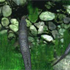 AQUAZONE 水中庭園 HYBRID 渓流 スクリーンショット画像