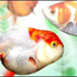 AQUAZONE 水中庭園 金魚 スクリーンショット画像