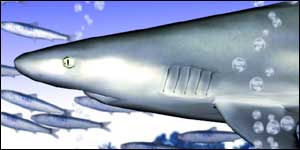 AQUAZONE 水中庭園 サメ スクリーンショット画像