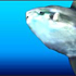 AQUAZONE 水中庭園 マンボウとウミガメ スクリーンショット画像